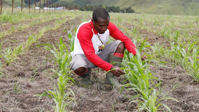 Papua Muda Inspiratif menanam jagung di Lembah Kebar, Papua Barat. Foto: Dok. Istimewa