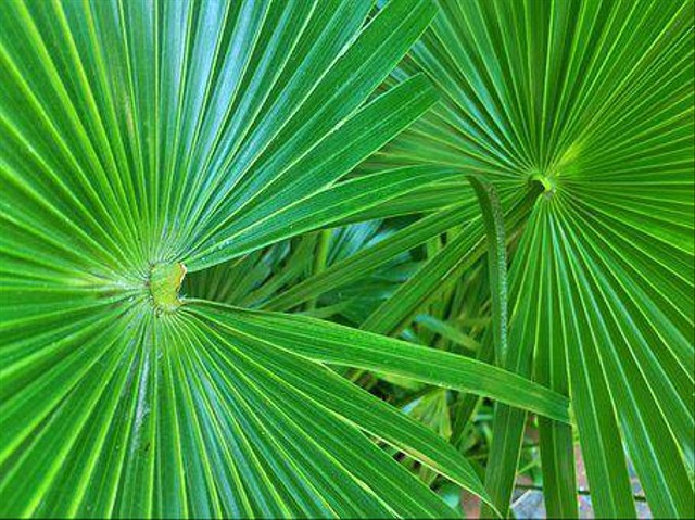 Ilustrasi bonsai kelapa. Foto: pixabay