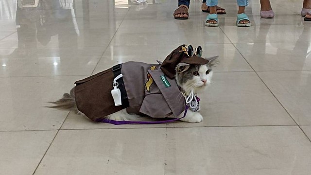 Salah satu kucing peserta kontes (fashion show) di Tuban, yang mengenakan busana Polwan. (foto: dok istimewa)