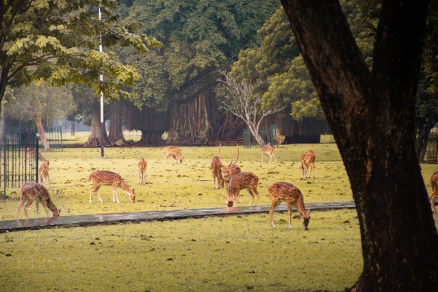 Kebun Binatang di Medan/ Foto hanya ilustrasi bukan tempat sebenarnya,https://unsplash.com/@rafaelatantya