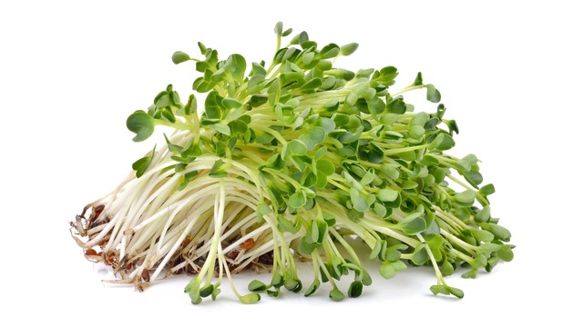 Ilustrasi tanaman Alfalfa. Foto: Deenida/Shutterstock