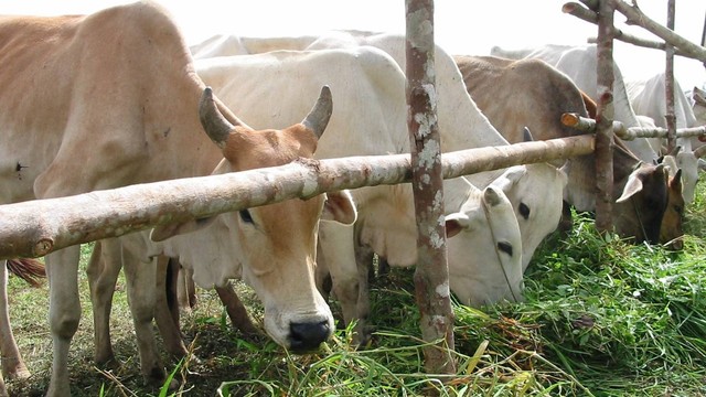 Ternak sapi rentan terhadap PMK. Foto: dokumentasi pribadi.