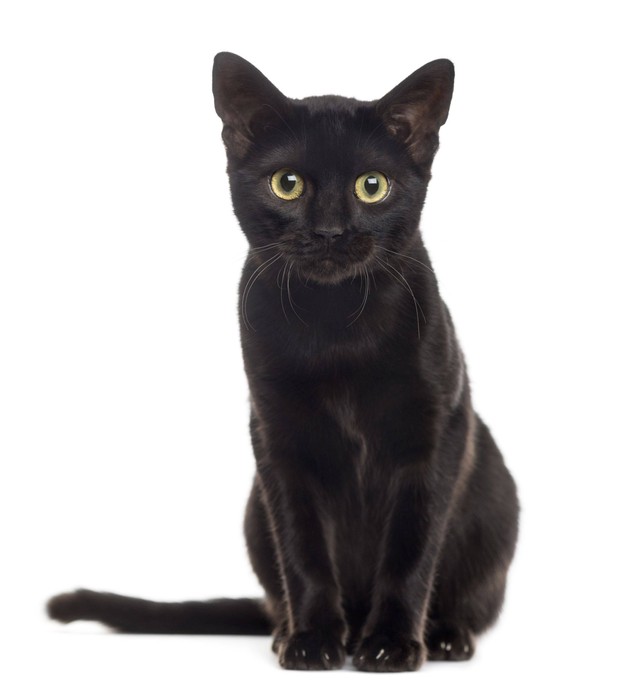 Ilustrasi kucing hitam. Foto: Eric Isselee/Shutterstock