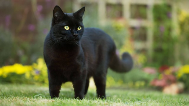 Ilustrasi kucing hitam. Foto: Giedriius/Shutterstock