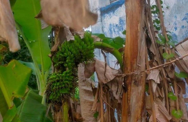 Viral Pohon Pisang Kering di Sampang Berbuah dari Batang