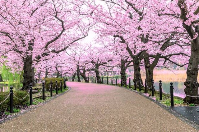 Tempat untuk Melihat Bunga Sakura di Jepang, Foto: Unsplash.