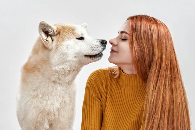 lustrasi anjing shiba inu.
 Foto: Shutterstock