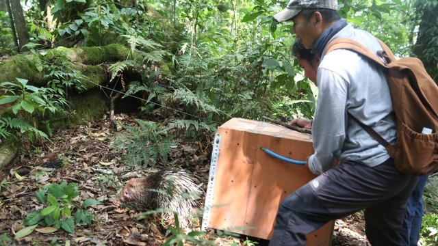 Pelepasliaran landak di Gunung Merapi. Foto: BKSDA Yogyakarta