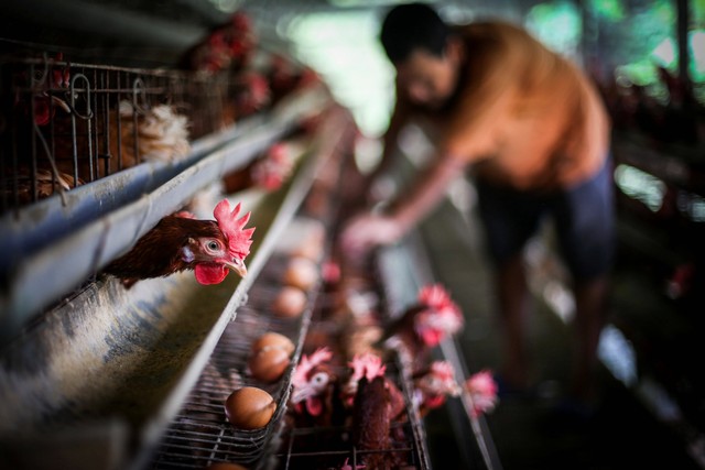 Peternak melihat kualitas telur ayam di Gunung Sindur, Bogor, Jawa Barat, Rabu (24/8/2022). Foto: Rivan Awal Lingga/Antara Foto