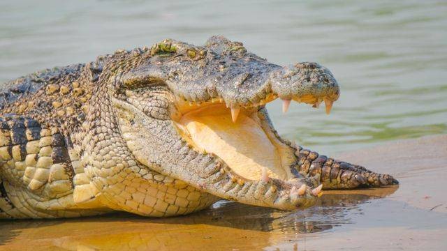 Ilustrasi Buaya. Foto: Shutter Stock