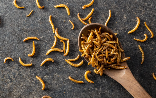 Ilustrasi mealworms atau ulat larva kumbang kuning. Foto: Jiri Hera/Shutterstock