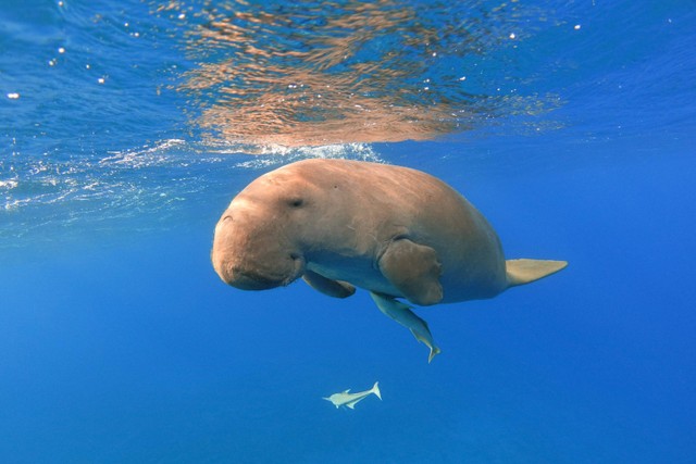 Ilustrasi Dugong. Foto: Shutterstock