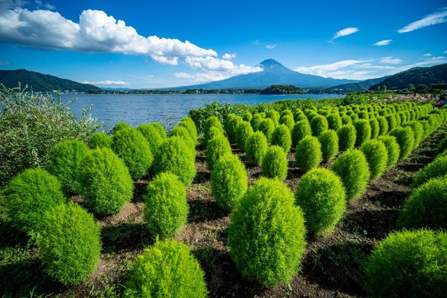 Gunung Fuji, Jepang dari Danau Kawaguchiko. Foto: Ahmad Ariska/acehkini