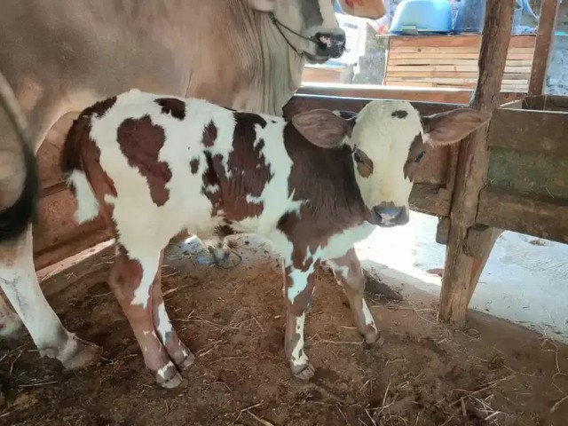 2 Sapi Belgian Blue di Kota Cirebon lahir melalui inseminasi buatan atau kawin suntik.(Juan)