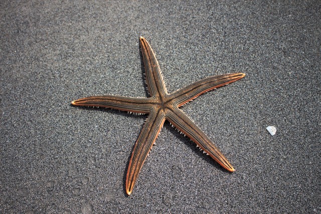 Bintang Laut. Sumber: Pexels.com/Pixabay