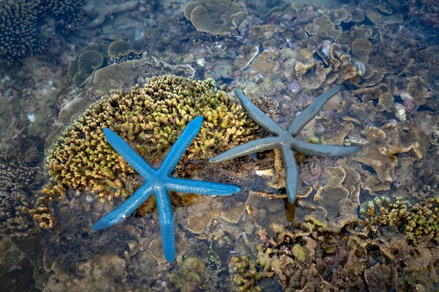 Bagaimana Cara Bintang Laut Berkembang Biak? | kumparan.com