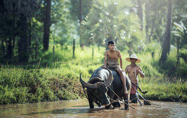 Foto membajak sawah, sumber utama : Pixabay.com