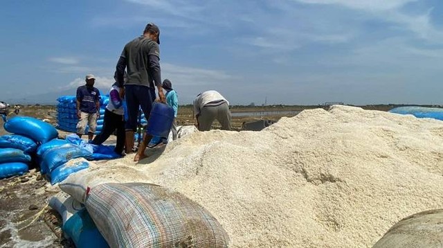 Akibat banjir rob dan musim tak menentu, petani garam di Kabupaten Cirebon gagal panen hingga merugi ratusan juta rupiah.(Juan)