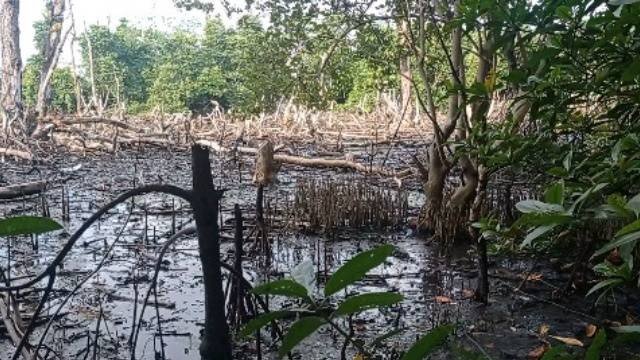 Mangrove di pesisir pantai Desa Teep Kecamatan Amurang Barat Kabupaten Minahasa Selatan (Minsel) yang ditemukan rusak.