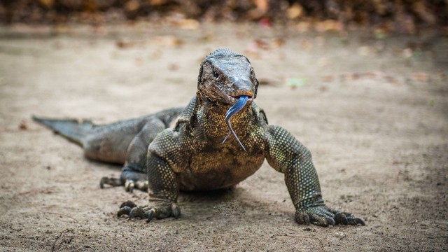 Ilustrasi pulau biawak. Foto: elena_photo_soul/Shutterstock