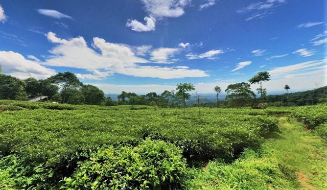 wisata kebun teh di jawa tengah. sumber foto : google street view.