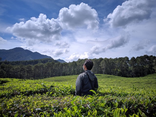 Wisata Kebun Teh di Sumatera Barat/ Foto hanya ilustrasi bukan tempat sebenarnya, https://unsplash.com/@salafy_engineer