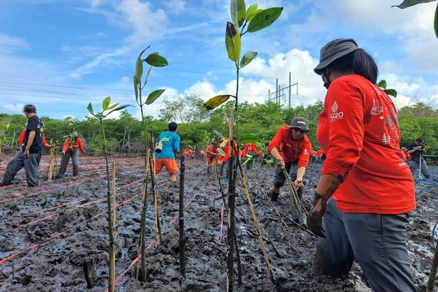 Penanaman 5.000 bibit mangrove oleh Darling Squad, inisiasi Bakti Lingkungan Djarum Foundation. Foto: Rian Ramadhan/kumparan