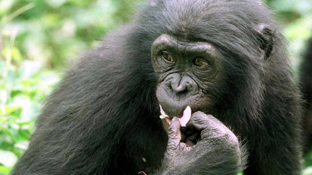 Ilustrasi Bonobo (Pan paniscus), dikenal sebagai simpanse kerdil, spesies langka yang terancam punah. Foto: DESIREY MINKOH/AFP