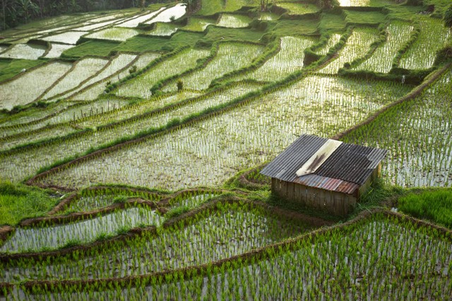 Ilustrasi desa di Indonesia. Foto: f1rman/Shutterstock