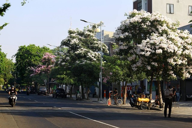 Ribuan Pohon Tabebuya dari 5 Spesies Warna Bermekaran di Kota Surabaya