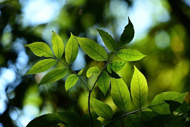 Ilustrasi fotosintesis. Foto: Pixabay