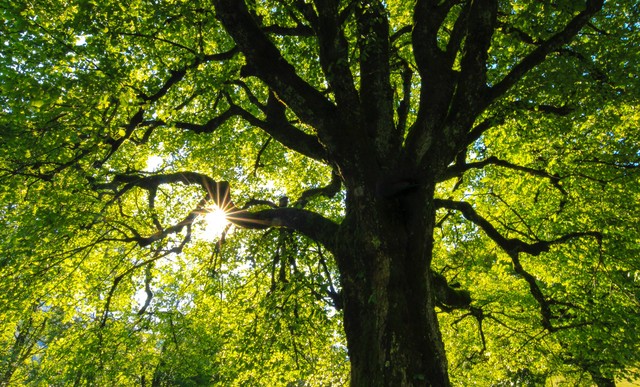 Pohon Ek atau Oak Banyak Dijumpai dan Tumbuh dengan Baik di Negara, Foto Unsplash Jan Huber
