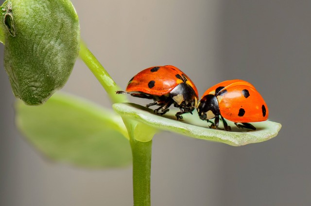 Ilustrasi Fungsi Pemberian Perlakuan Khusus pada Serangga Jantan agar Tidak Memproduksi Sperma, Foto Pexels Pixabay