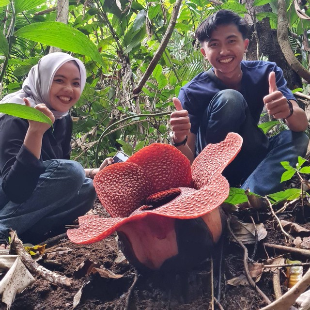 Rafflesia Arnoldii di Rhino Camp TNBBS, Lampung | Foto: Petugas TNBBS