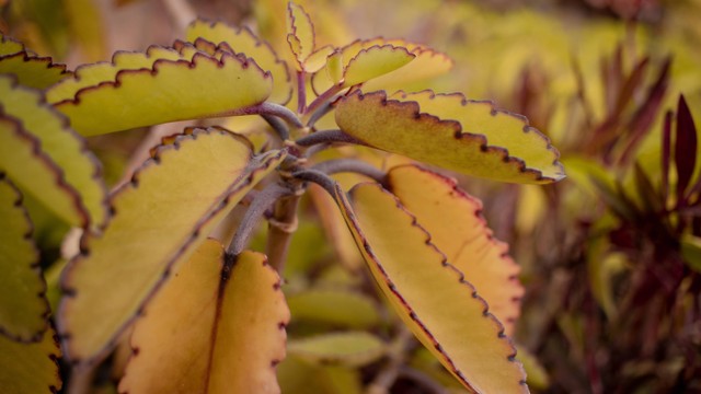 Ilustrasi Mata tunas pada tanaman cocor bebek akan muncul di bagian ketiak daun, sumber foto: (At Infinity) by unsplash.com