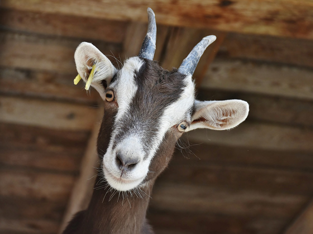 Ilustrasi habitat kambing yang ada di Indonesia. Sumber: www.pixabay.com.