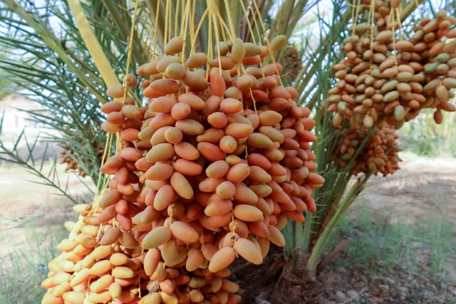 Pemandangan umum menunjukkan kebun kurma, di oasis Kebili di selatan Tunisia. Foto: Jihed Abidellaoui/REUTERS