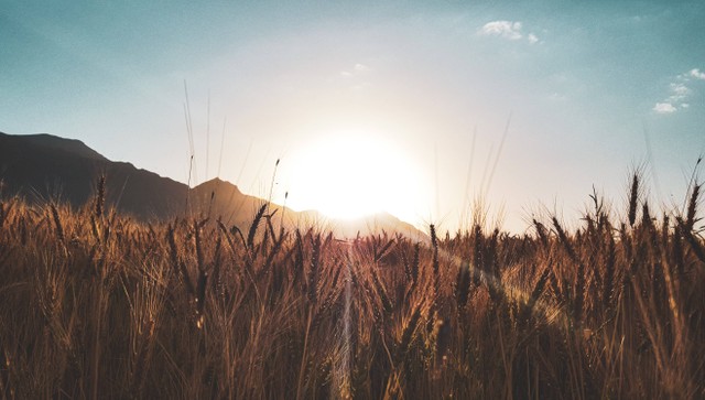 Ilustrasi Sebutkan Beberapa Pihak yang Menentang Sistem Tanam Paksa, Foto Unsplash Amir Kalhor