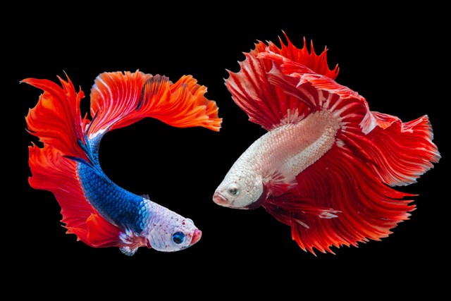 Ilustrasi ikan cupang jantan dan betina, Foto: unsplash