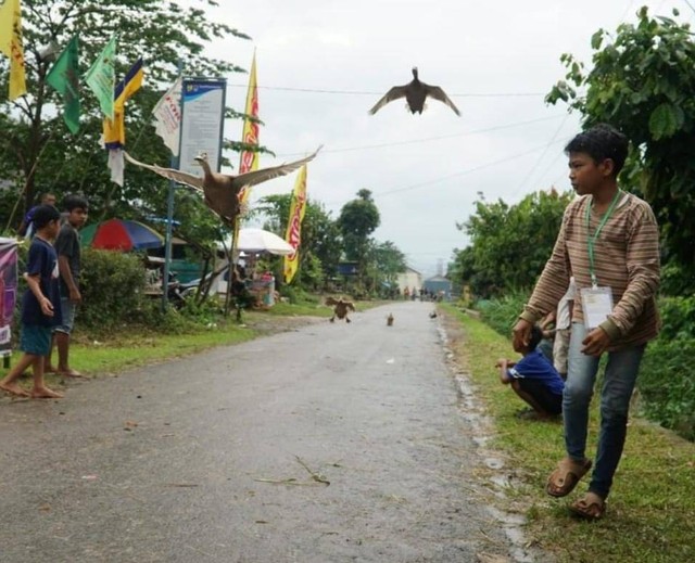 Tradisi pacu itiak di Payakumbuh. Foto: Ariyanti