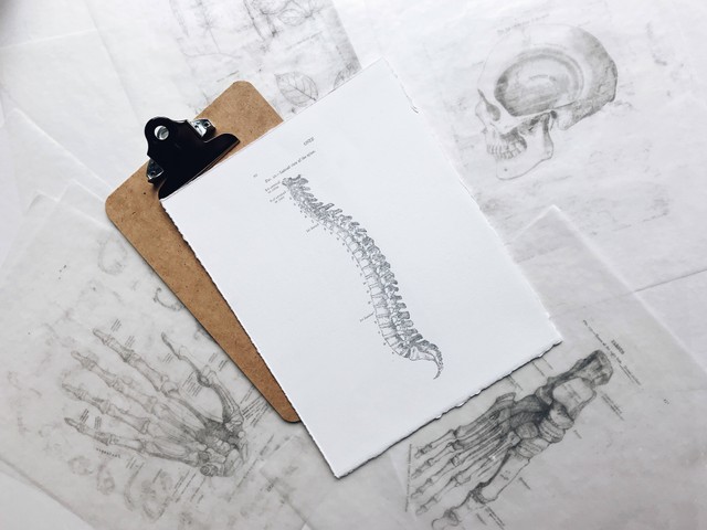 Ilustrasi tulang belakang merupakan bagian tubuh yang memiliki sistem saraf tepi. Foto: Unsplash