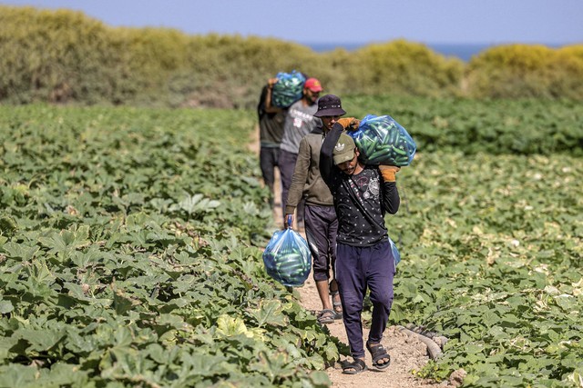 Petani Palestina memanen mentimun di ladang dekat Jalur Gaza, Rabu (7/9/2022).
 Foto: Mohammed Abed/AFP