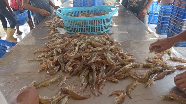 Udang vaname yang dipanen dari Instalasi Budidaya Laut (IBL) milik Dinas Kelautan dan Perikanan (DKP) Jawa Timur, di Desa Boncong, Kecamatan Bancar, Kabupaten Tuban. (foto: ayu beritabojonegoro)