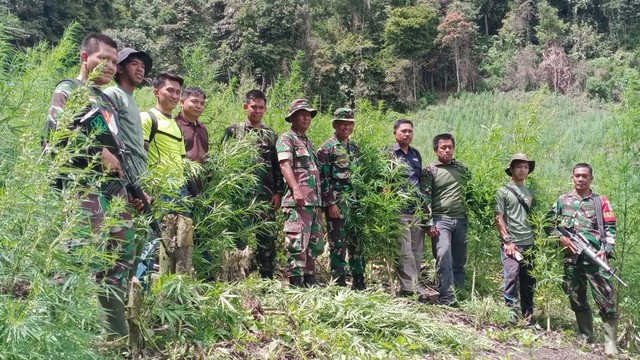 TNI memusnahkan batang ganja di Gayo Lues, Aceh. Foto: Kodim Gayo Lues 