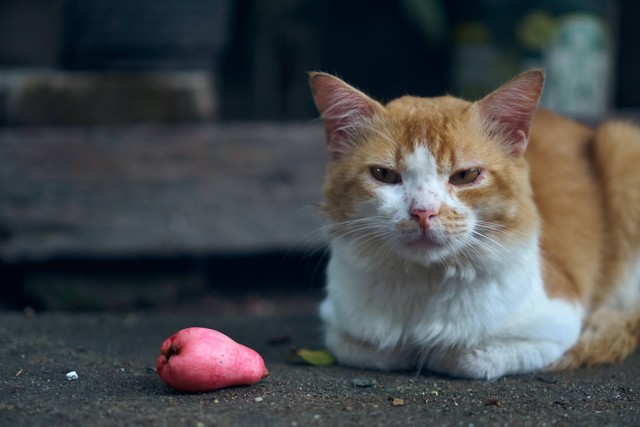 Ilustrasi puisi tentang kucing. Foto: Unsplash 