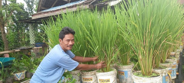 Wahyudi menunjukkan padi organik. Foto: dok Wahyudi