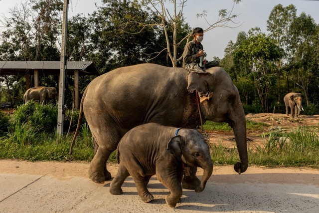 Bayi gajah Pangmaemae Plainamo berjalan bersama induknya dan seorang pawang di desa Ban Ta Klang di Surin, Thailand 8 April 2022. Foto: Jorge Silva/REUTERS