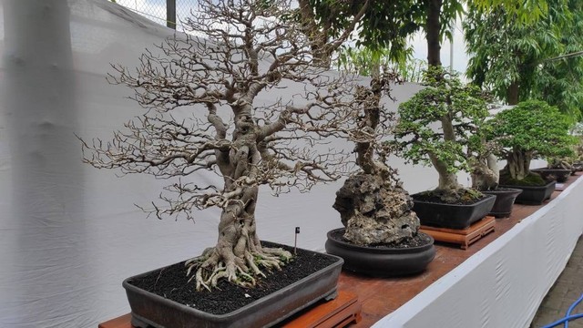 Sejumlah bonsai yang akan mengikuti pameran dan kontes bonsai yang digelar Perkumpulan Pengemar Bonsai Indonesia (PPBI) Cabang Blora. (foto: dok istimewa)