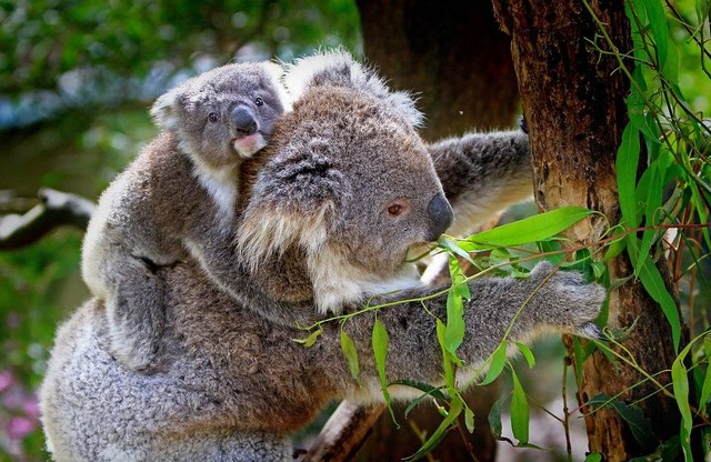 Ilustrasi Daun Kesukaan Koala yang Benar. (Foto: Holgi by https://pixabay.com/id/)