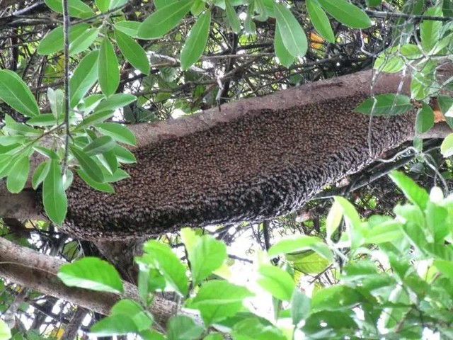 Budidaya lebah madu dengan cara tikung. (Foto : Samsidar).